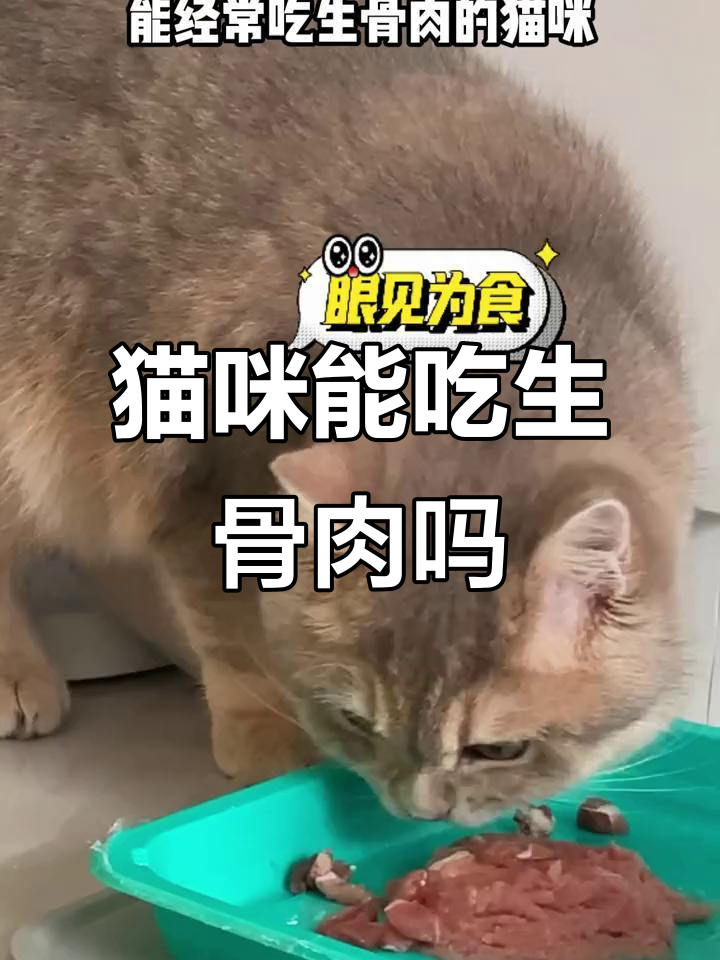 小猫咪吃生骨肉的益处与注意事项