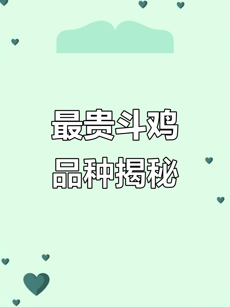 泰国斗鸡价格堪比奔驰，最贵的品种竟能卖到百万