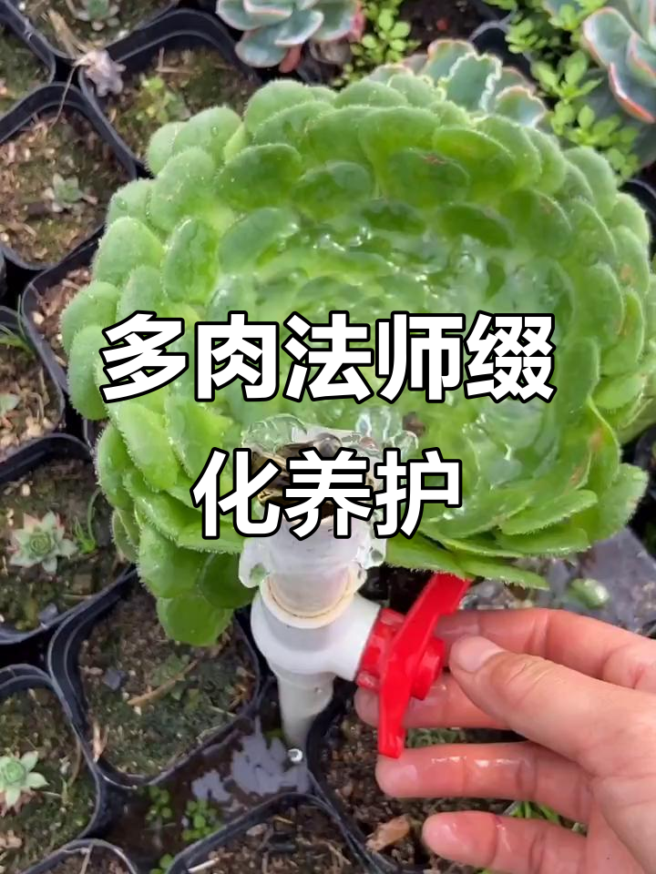 法师缀化养护技巧:如何让多肉更健康