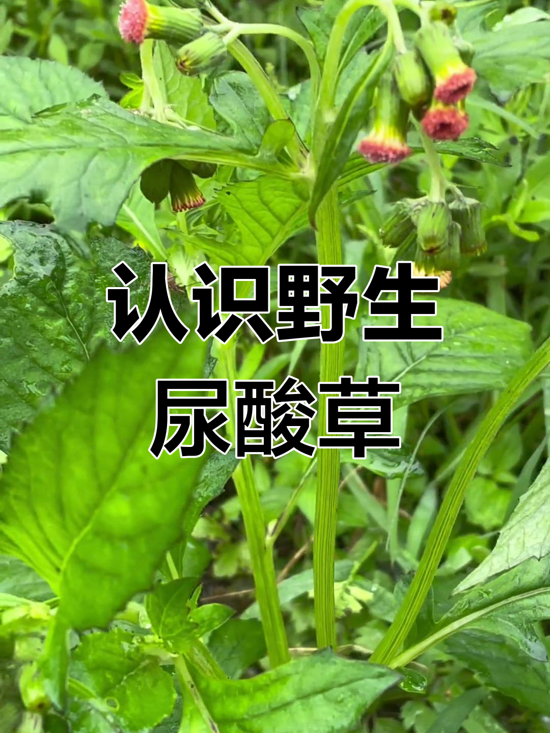 野茼蒿的药用价值,你了解吗?