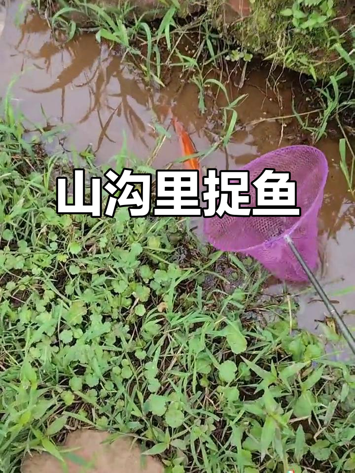 抓鱼大作战:丝瓜汤准备中,五彩泥鳅和神秘红黑鱼儿现身