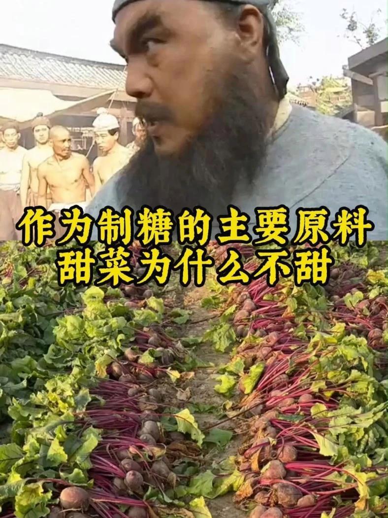 作为制糖的主要原料,甜菜为什么不甜?甜菜