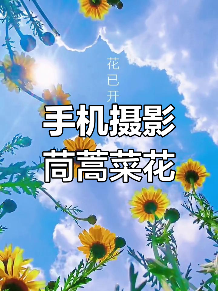 茼蒿菜花拍摄技巧,手机轻松拍出治愈系美景
