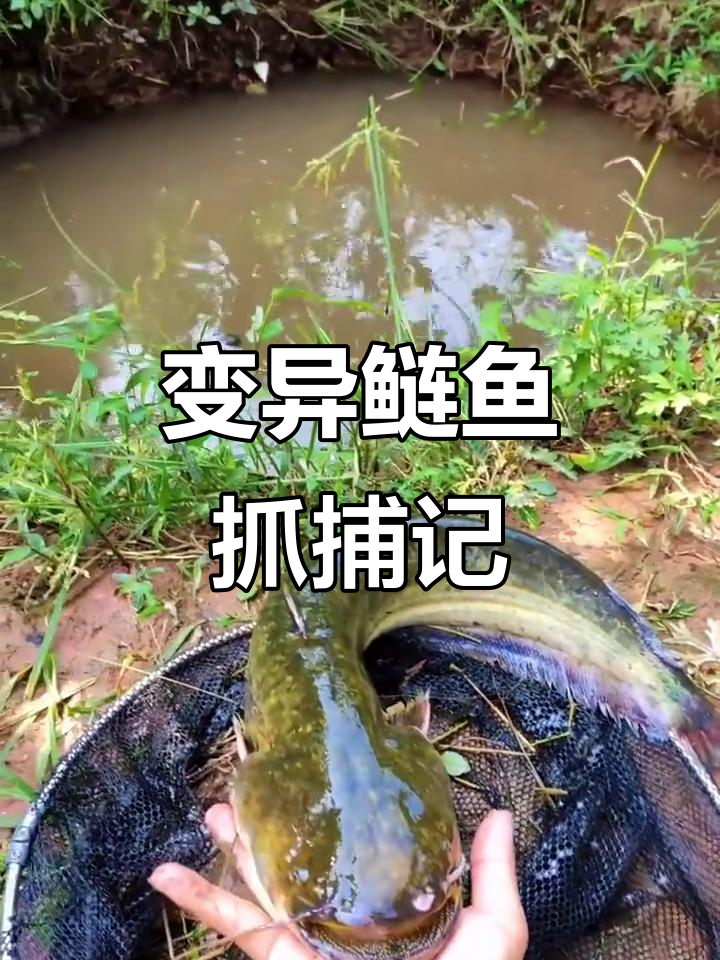 古井惊现大鱼,变异鲢鱼竟有胡须!