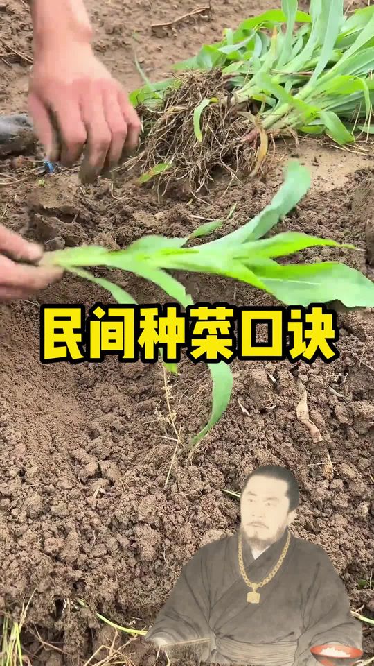 明年种菜一定要记住的种菜口诀
