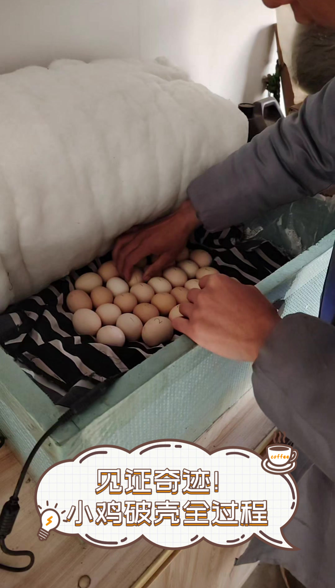 见证奇迹!小鸡破壳全过程