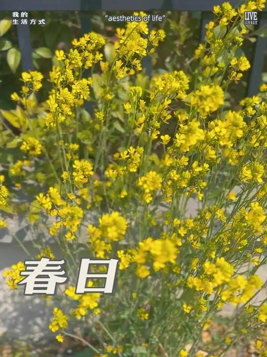 油菜花的花语是有财发! #油菜花的花语叫有财发 #用镜头捕捉春天