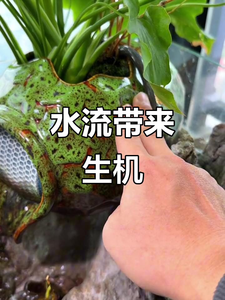 鱼缸流水系统,轻松打造清新环境!