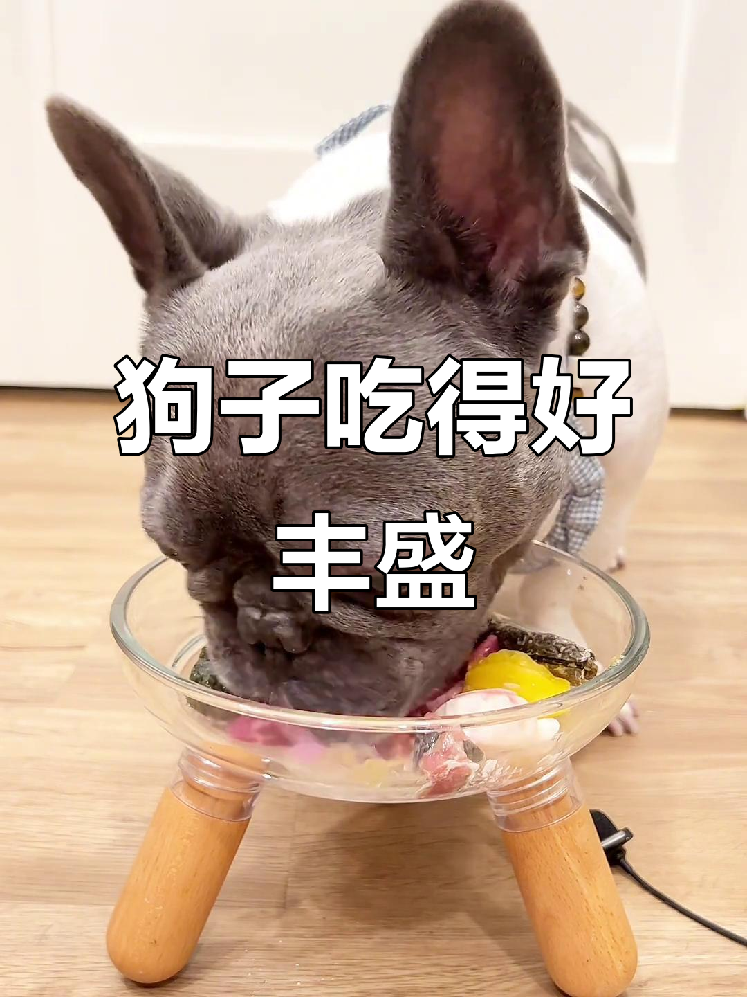 法国肌肉狗的干饭日常,鸭肉、年糕和奶酪全都有