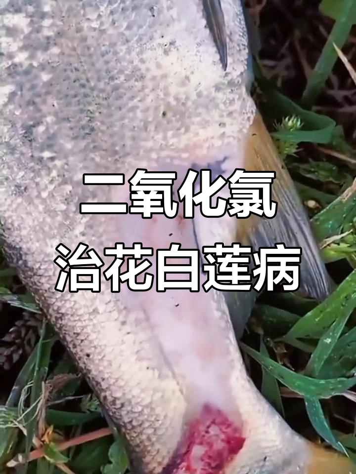 亮碘与二氧化氯配合,轻松解决花白鲢病害问题