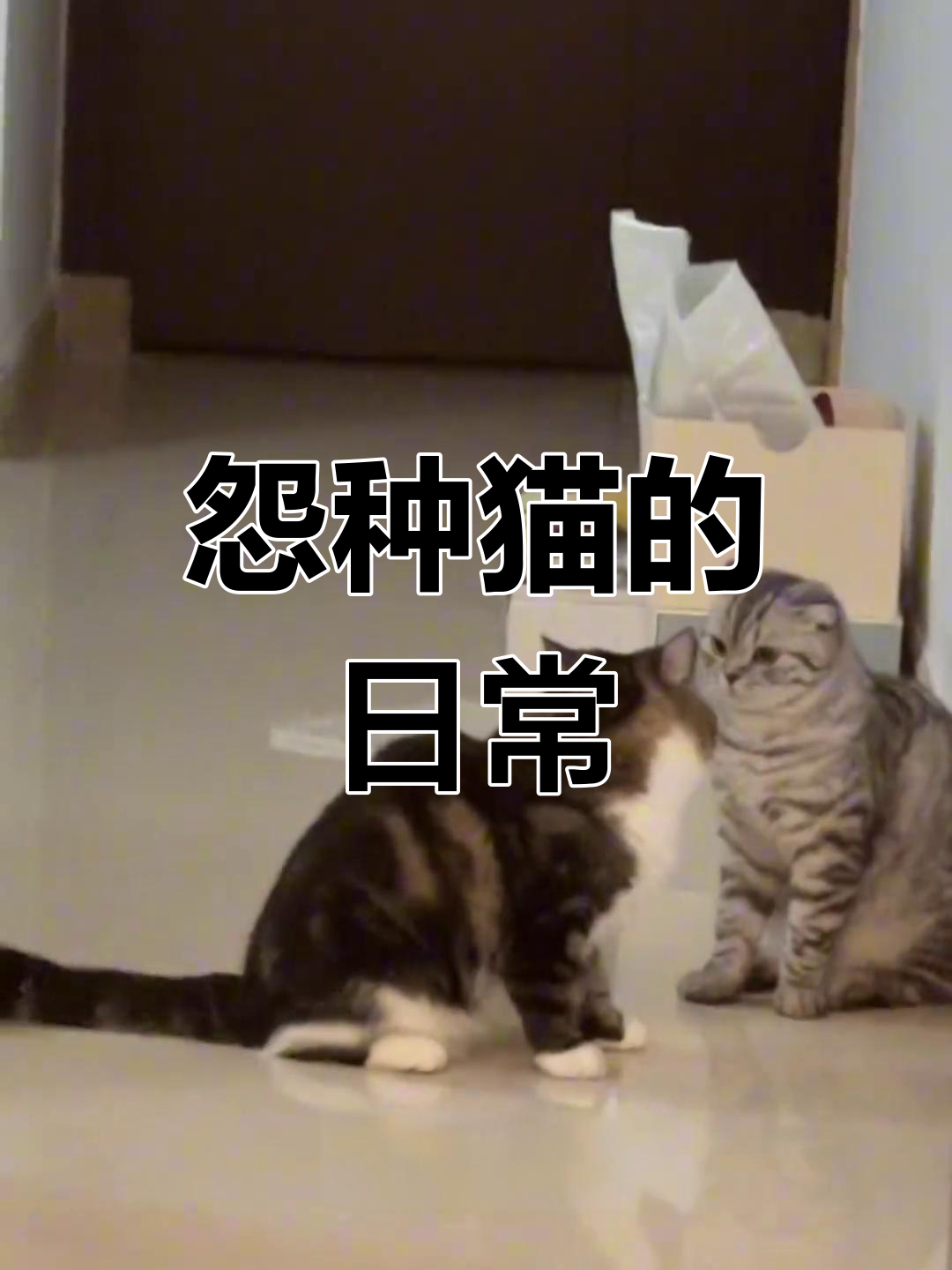 炸鸡品种变异?猫咪日常大作战,保安门卡引发混乱