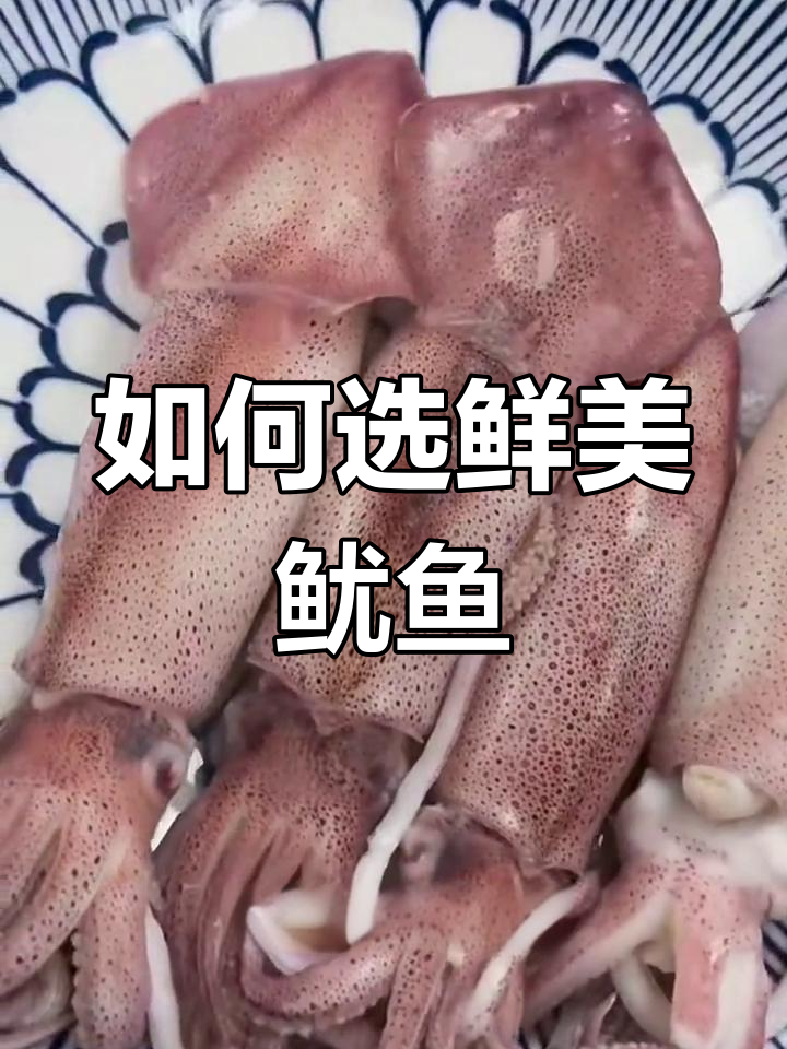 挑选鱿鱼的秘诀,新鲜活冻才是王道