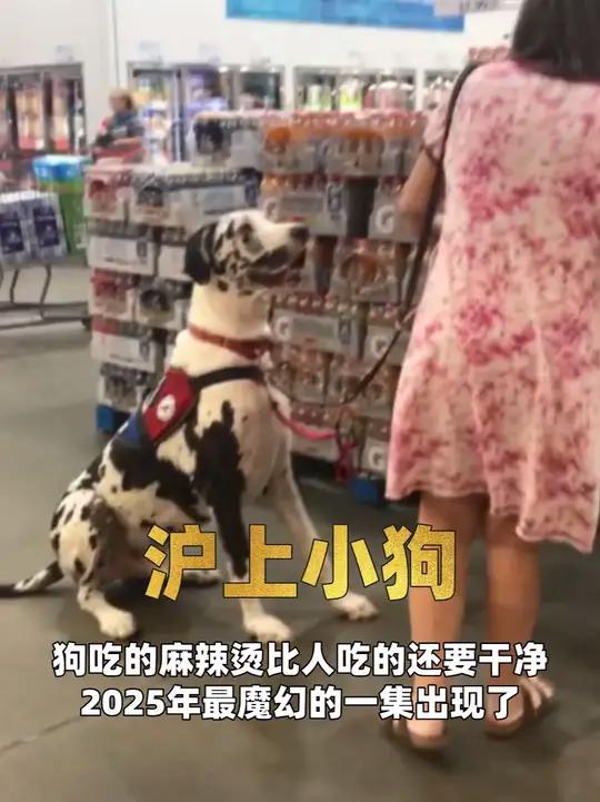 上小狗麻辣烫冲上热搜,狗彘食人食而不知检,涂有饿莩而不知发