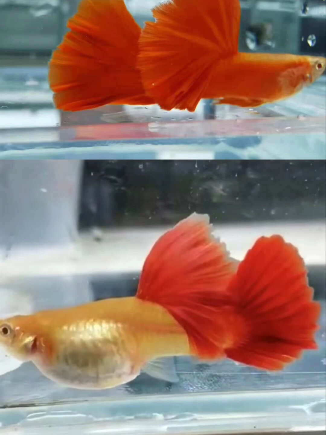 孔雀鱼品种分类