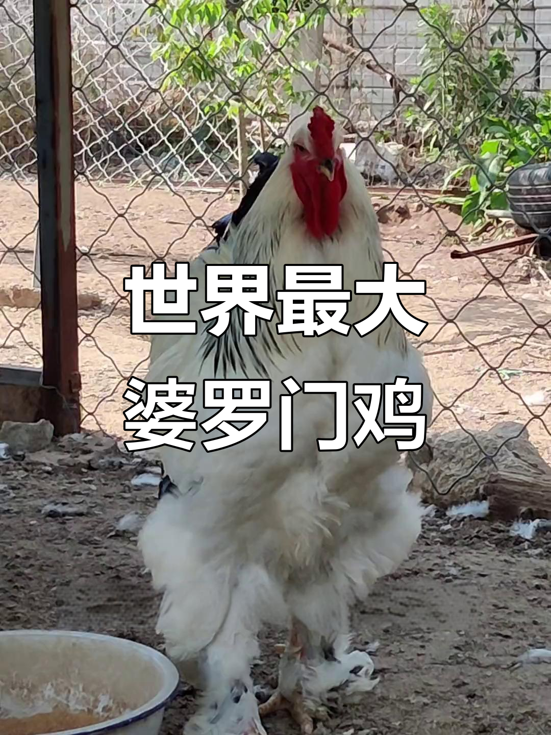 婆罗门鸡：世界上最大的观赏鸡，家庭养殖首选