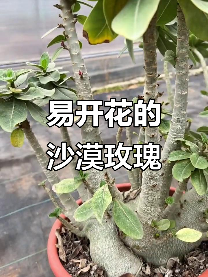 沙漠玫瑰巨型哥斯拉,开花超容易的品种