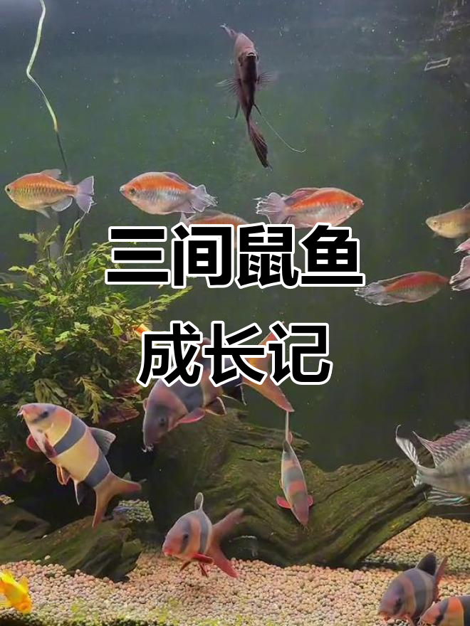 三间鼠鱼又长大了,变化真快