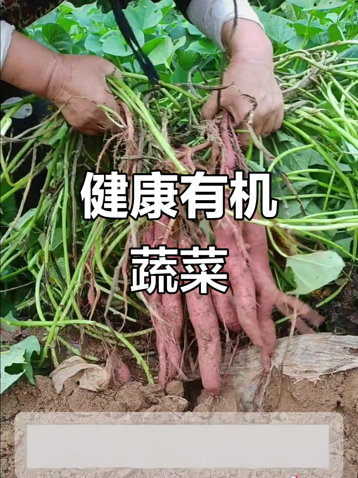家里蔬菜全天然,无农药、零添加,自然生长更健康