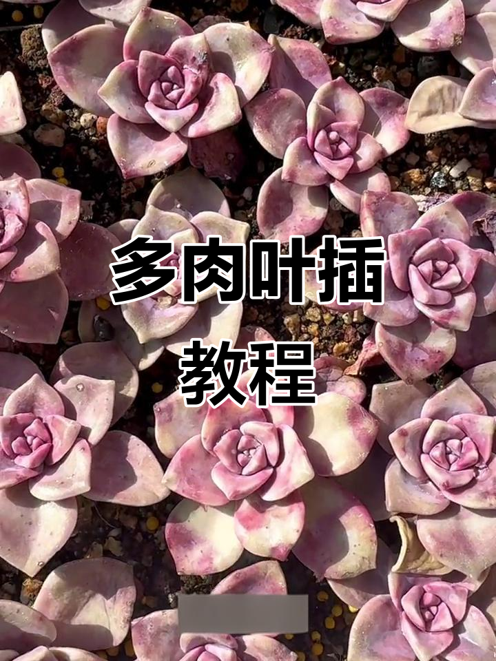 分享多肉叶插技巧，收藏起来随时看！
