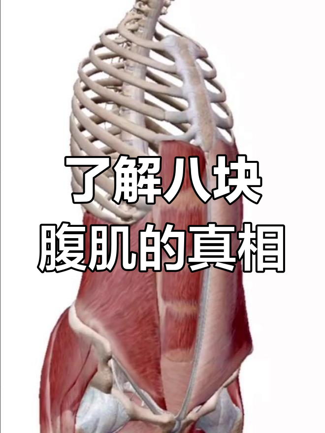 腹部肌肉分布揭秘:如何科学健身,练出完美身材