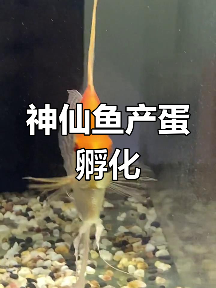 神仙鱼繁殖过程全解析