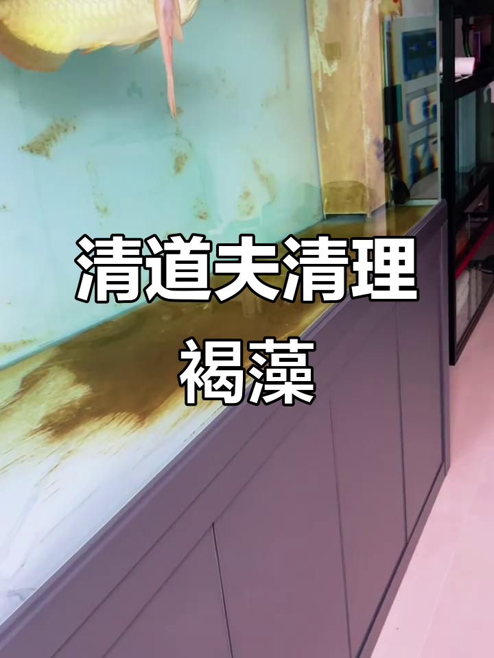 清道夫女王大帆吃褐藻,龙鱼围攻抢食