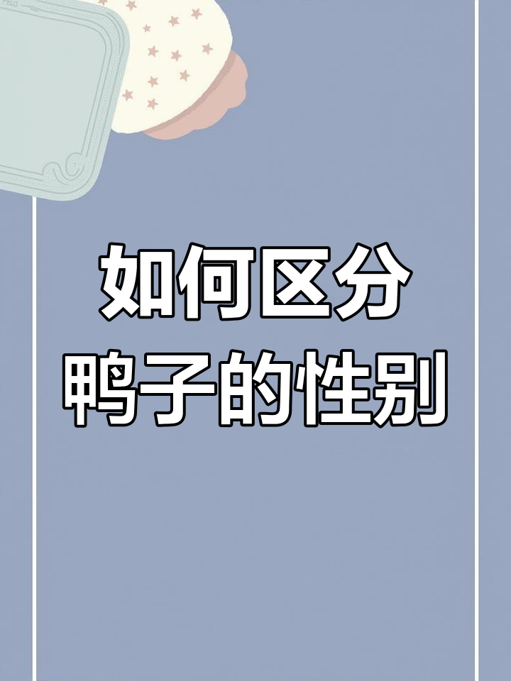 鸭子公母分辨技巧,一看就懂!