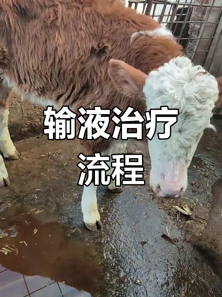 输液顺序:葡萄糖、布他磷,头孢肌肉注射
