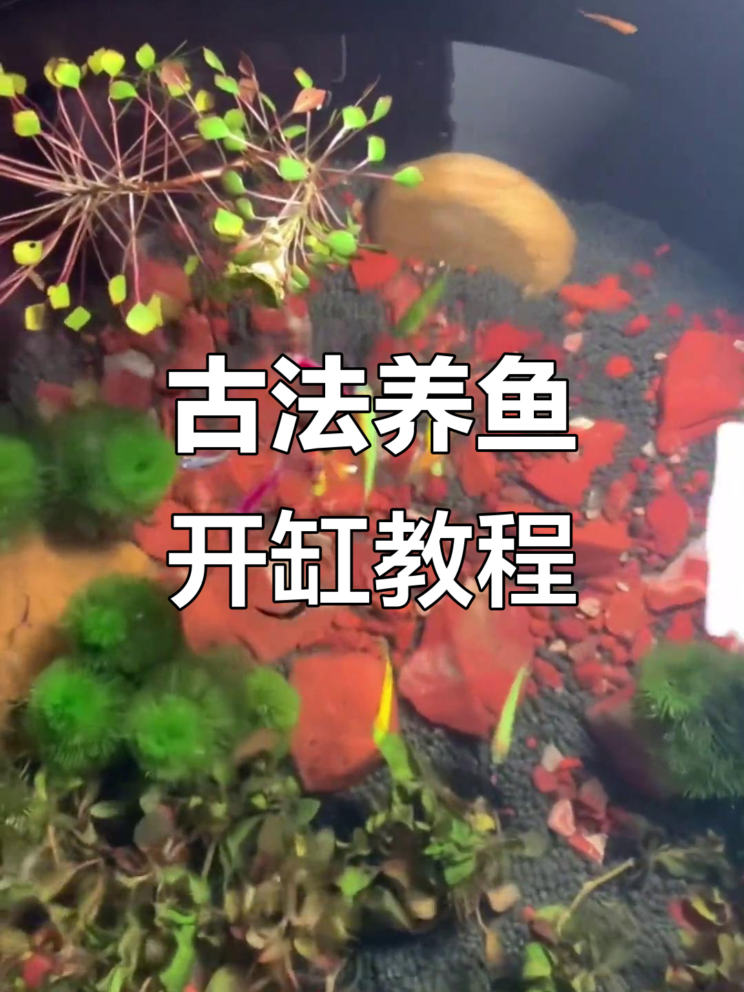 古法鱼缸开缸全攻略,轻松打造自然水景