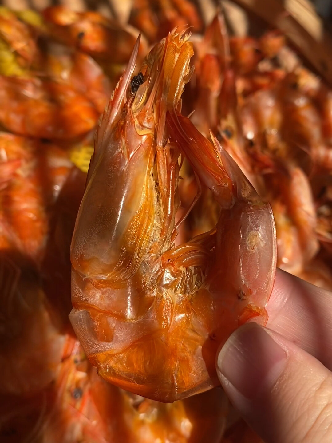 温州本地人强烈推荐很有嚼劲正宗烤虾干