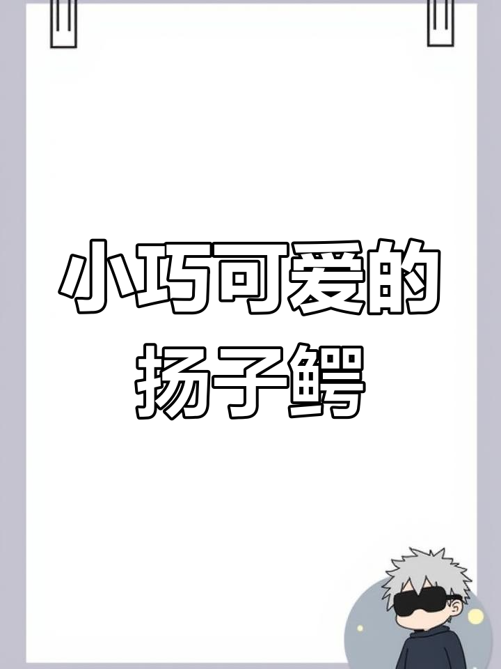 世界上最小的鳄鱼,温顺又可爱