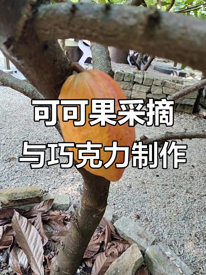 万宁兴隆镇可可采摘园:从果实到巧克力的制作过程