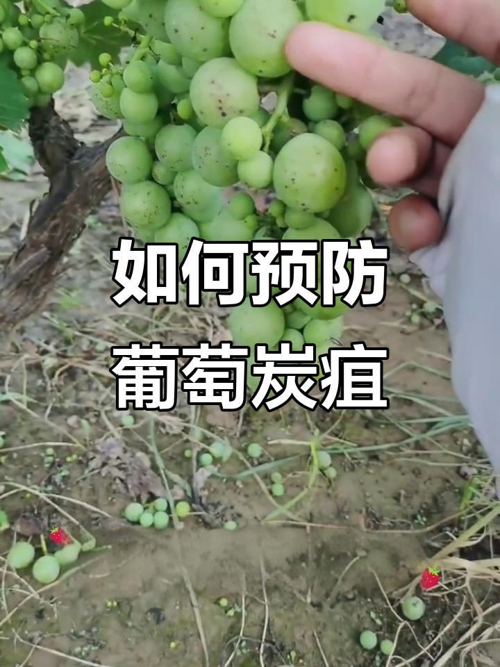 葡萄炭疽防治全攻略,关键期和药物双管齐下