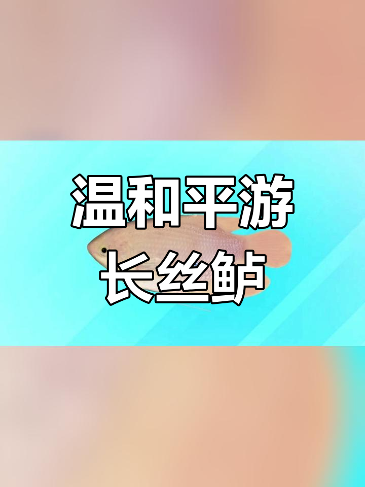 长丝鲈:温和的肉食性鱼类