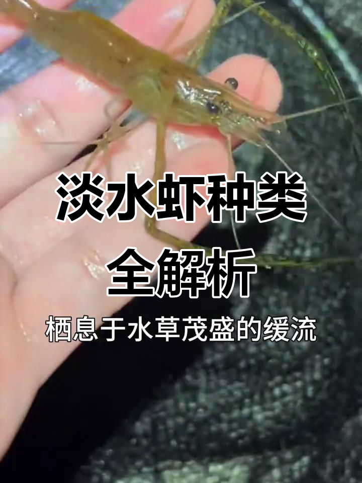 国产淡水虾大揭秘，你尝过几种？
