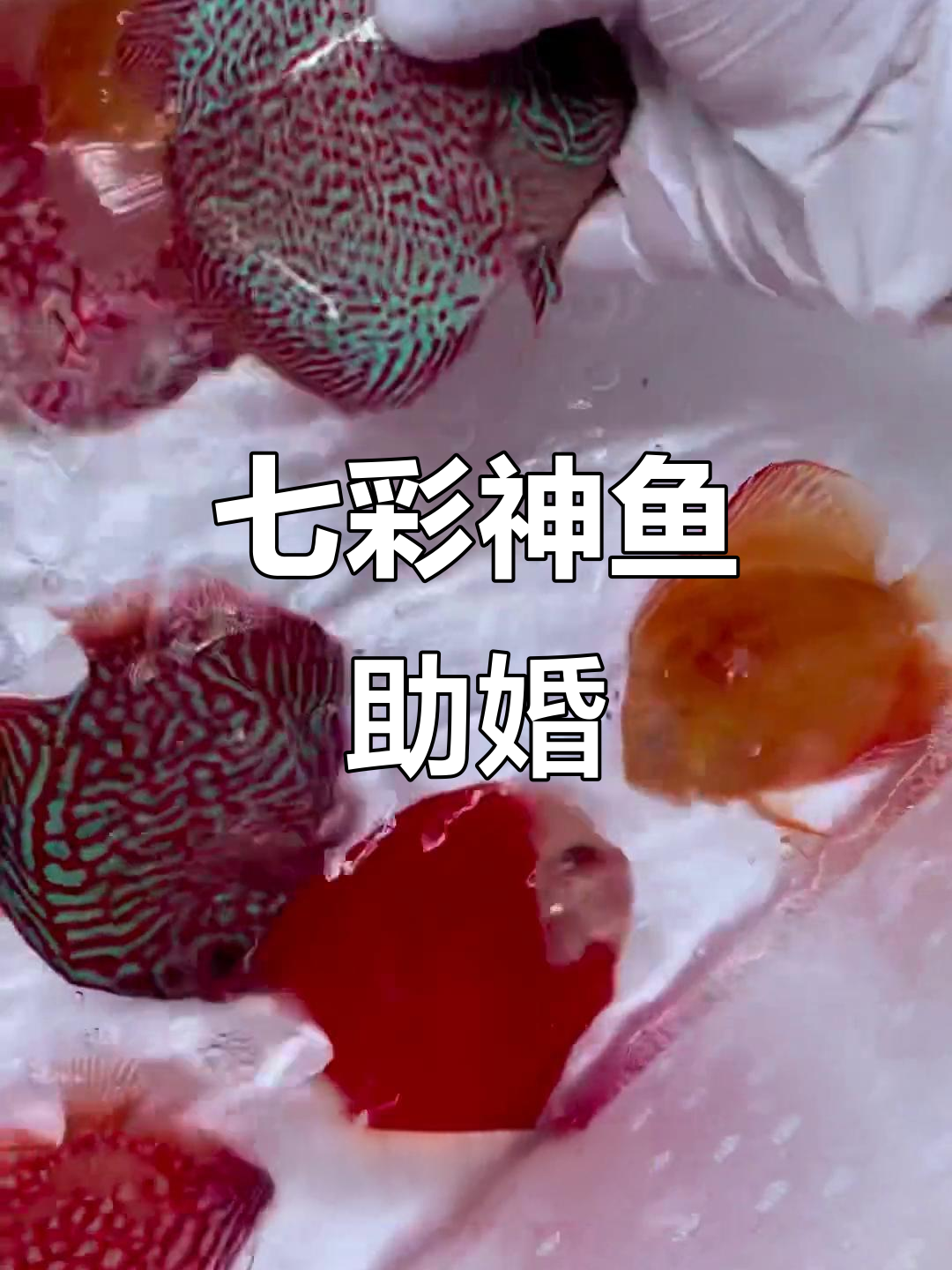 山西老大哥结婚送鱼,七彩神仙鱼为婚礼添色
