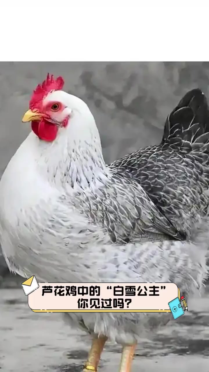 芦花鸡中的“白雪公主”,你见过吗?