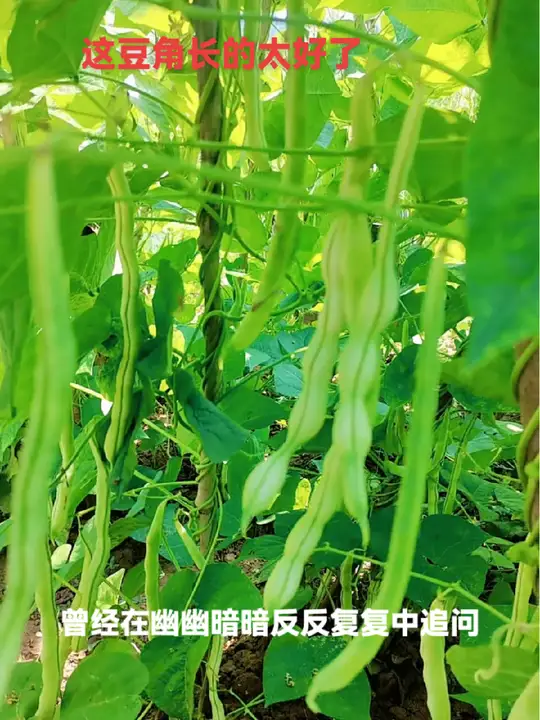 父母辛苦种的纯天然绿色蔬菜，感受原生态乡村生活