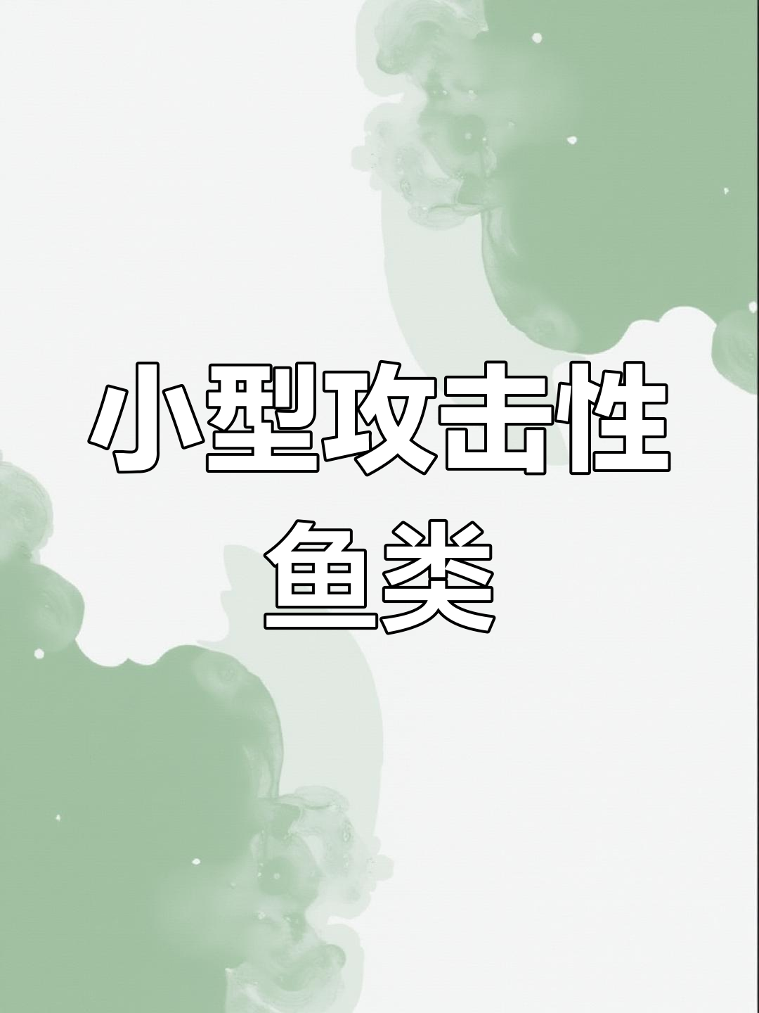 五大凶猛小型观赏鱼,挑战水族世界