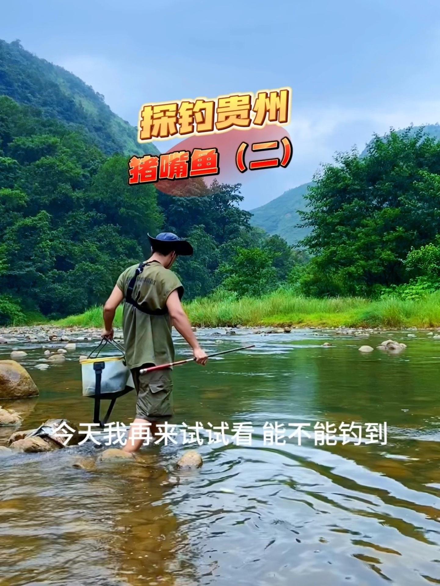 探钓贵州,再次解锁猪嘴鱼,学名白甲,你有钓到过没?户外钓鱼 溪流钓 溪流 荒野垂钓 小河鱼