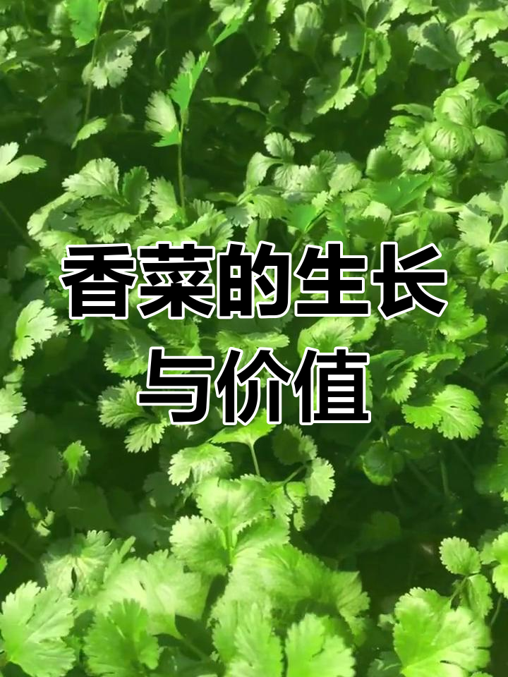 香菜:生活中的独特香气