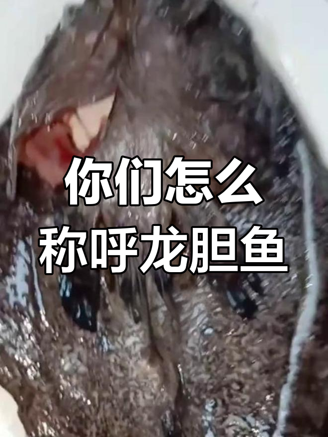 龙胆鱼、石斑鱼还是乌班?你叫它什么名字?