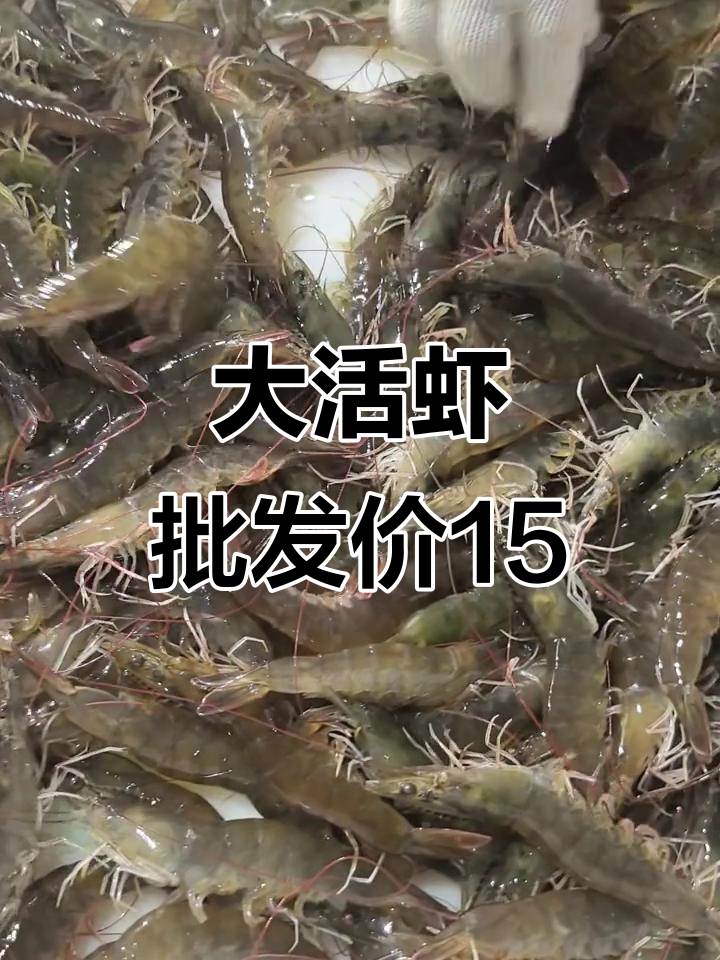 郑州大活虾批发价格15元一斤,超值优惠不容错过