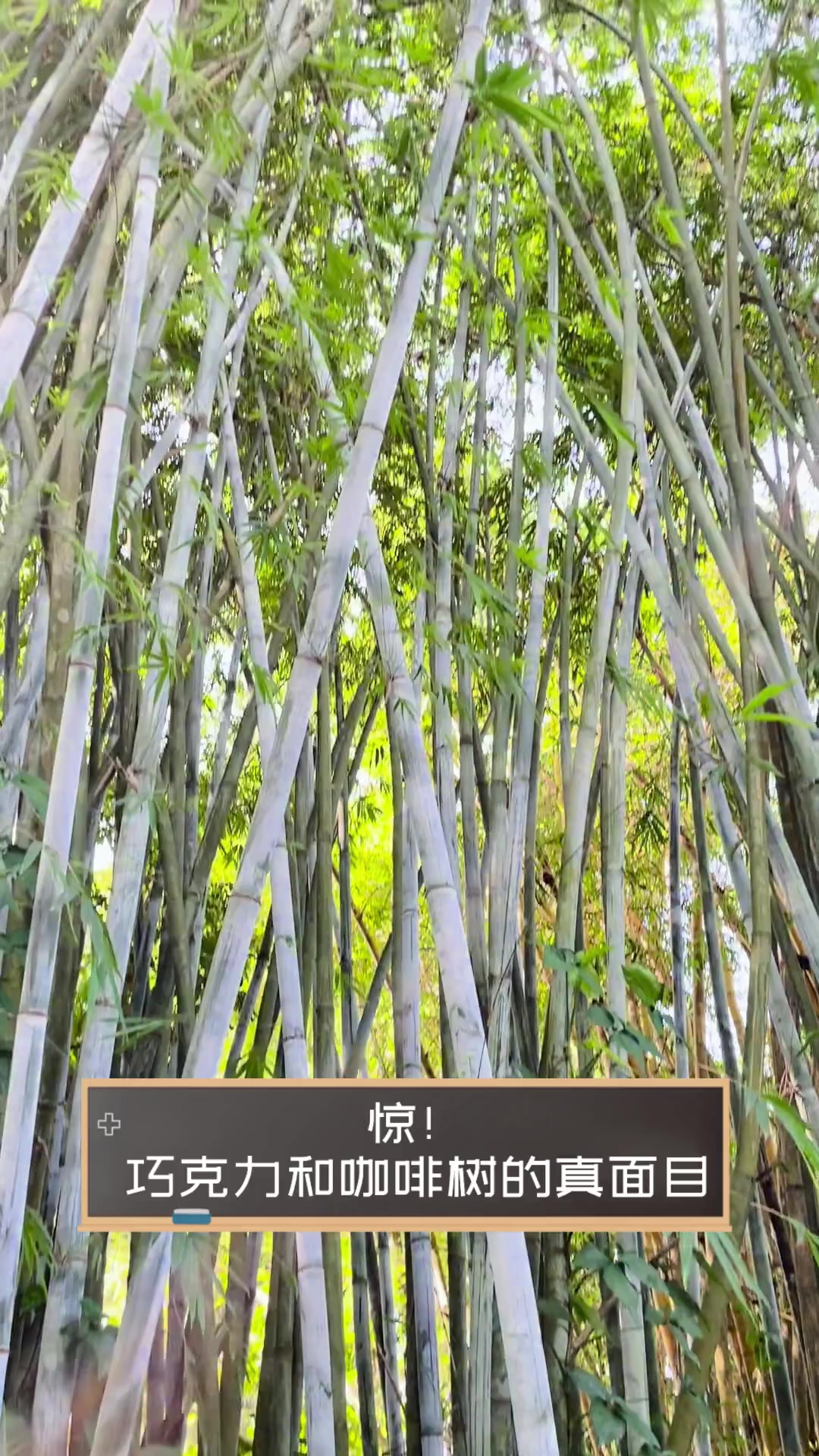 惊!巧克力和咖啡树的真面目