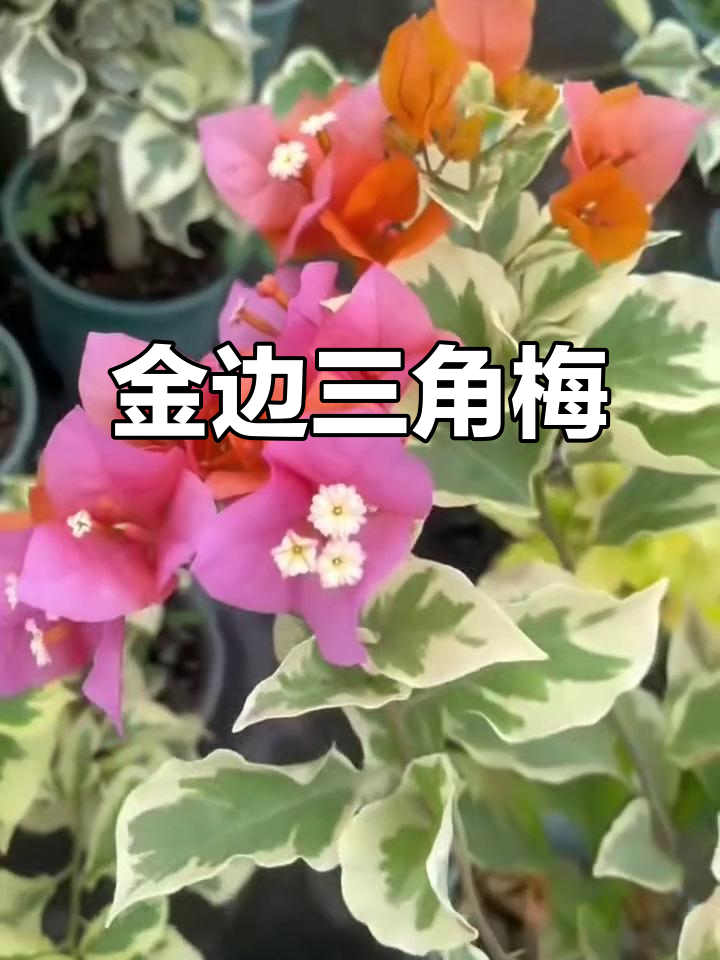 重庆三角梅与金边变色龙的奇妙邂逅