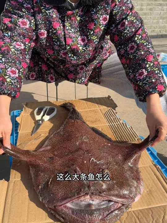安康鱼肥美的季节来了，鮟鱇鱼的全身都是宝，红烧白烧打边炉，甚至做川菜沸腾鱼泡椒鱼都很好吃！