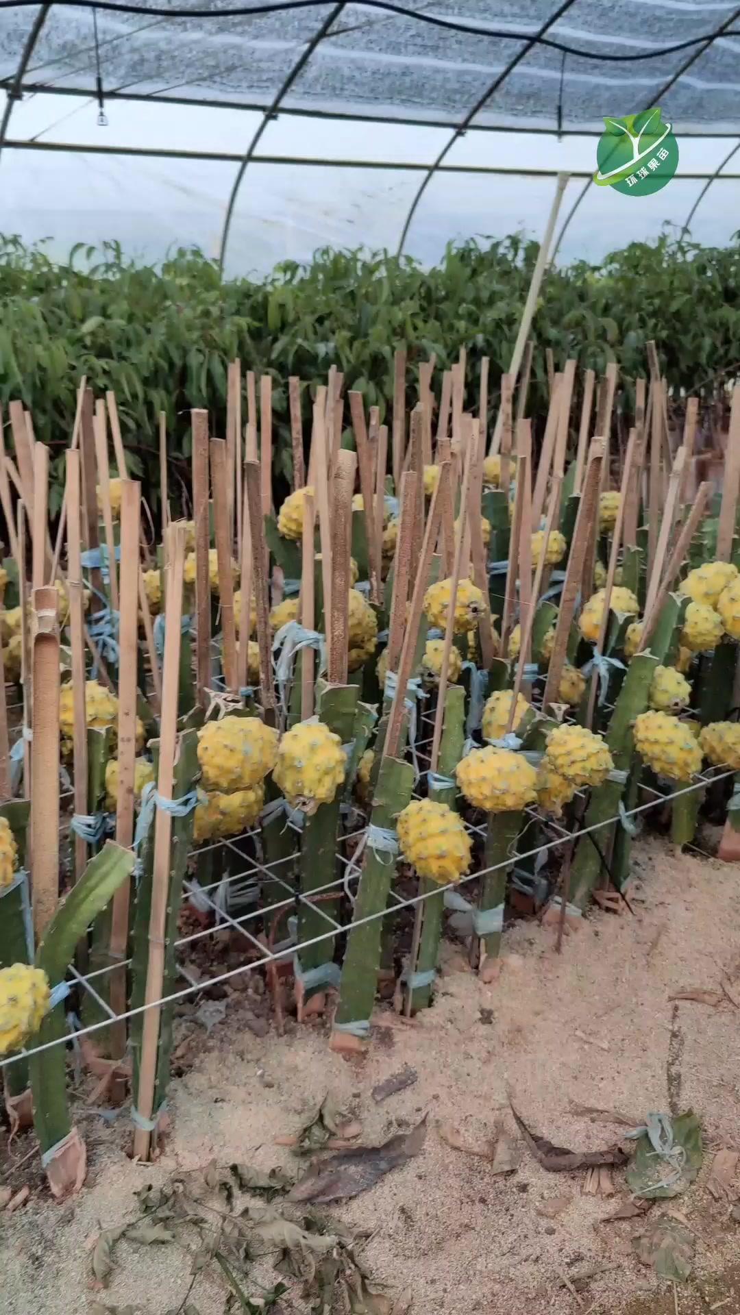 燕窝火龙果,一亩可种1到2千棵,产量相当可观,无需人工授粉,吃过它您不会再想吃红肉火龙果 
