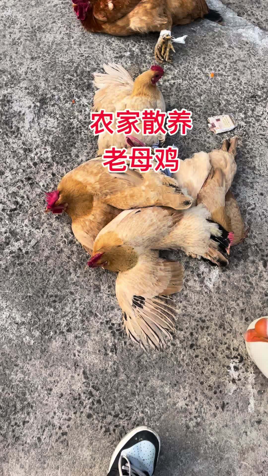 农村散养老母鸡土鸡 正宗土鸡 老母鸡 乡村味道
