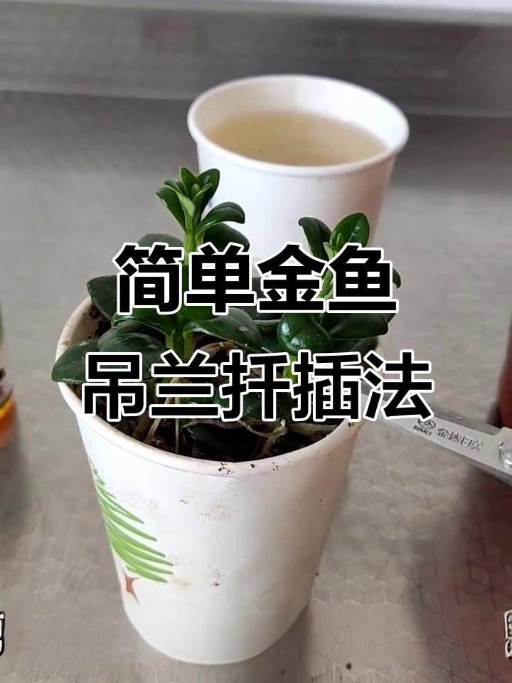 金鱼吊兰扦插技巧，轻松成活！