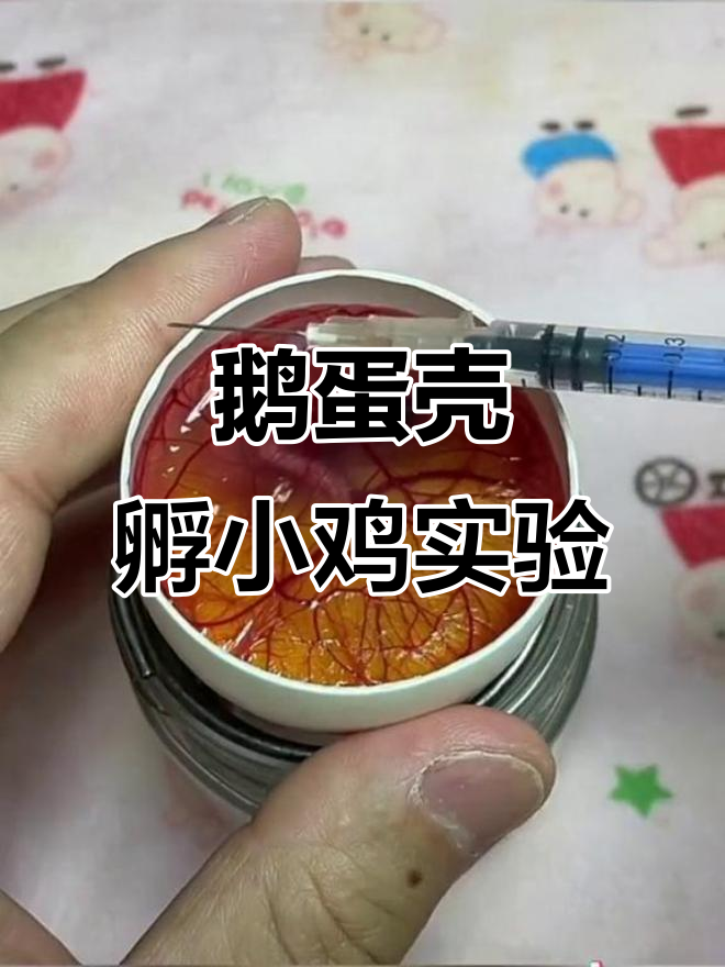 用鹅蛋壳孵化小鸡,13天全程记录